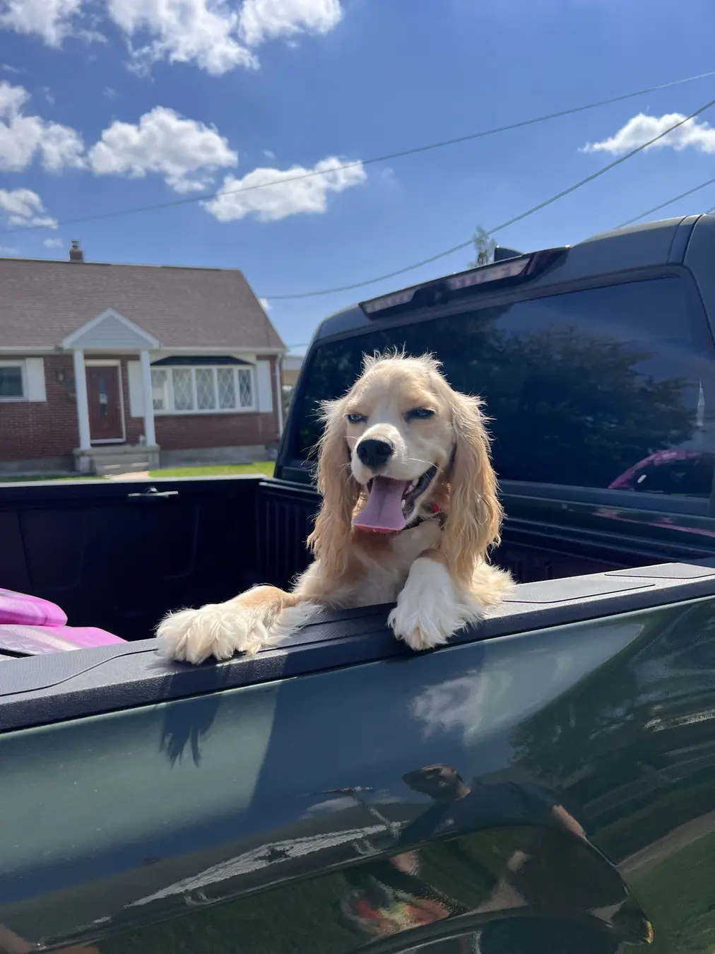 Sadie, window breeze