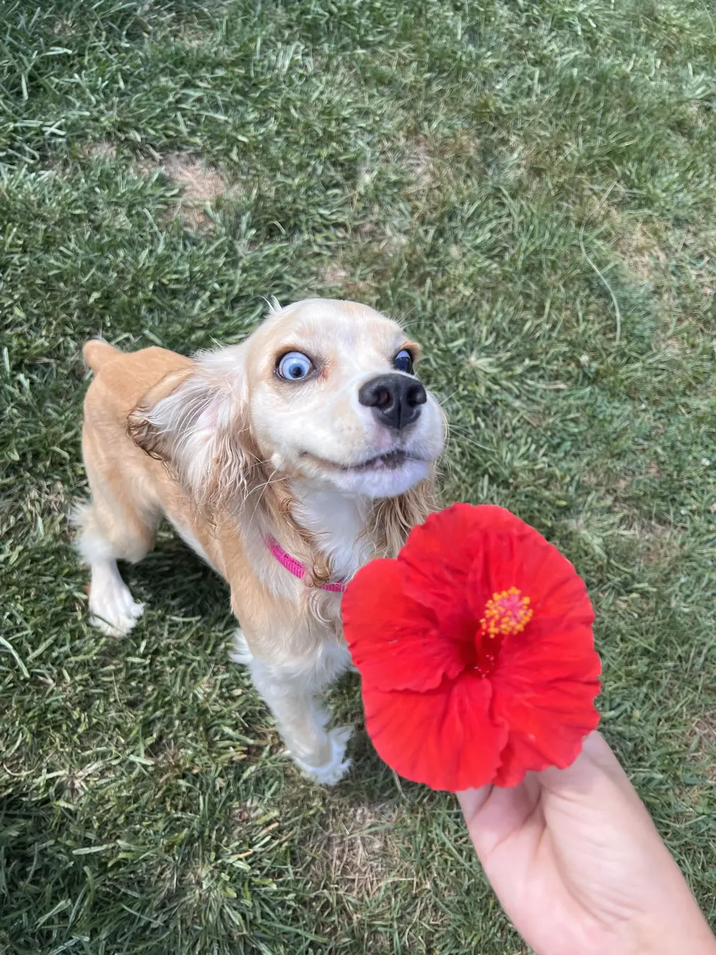 Sadie, the red ball!