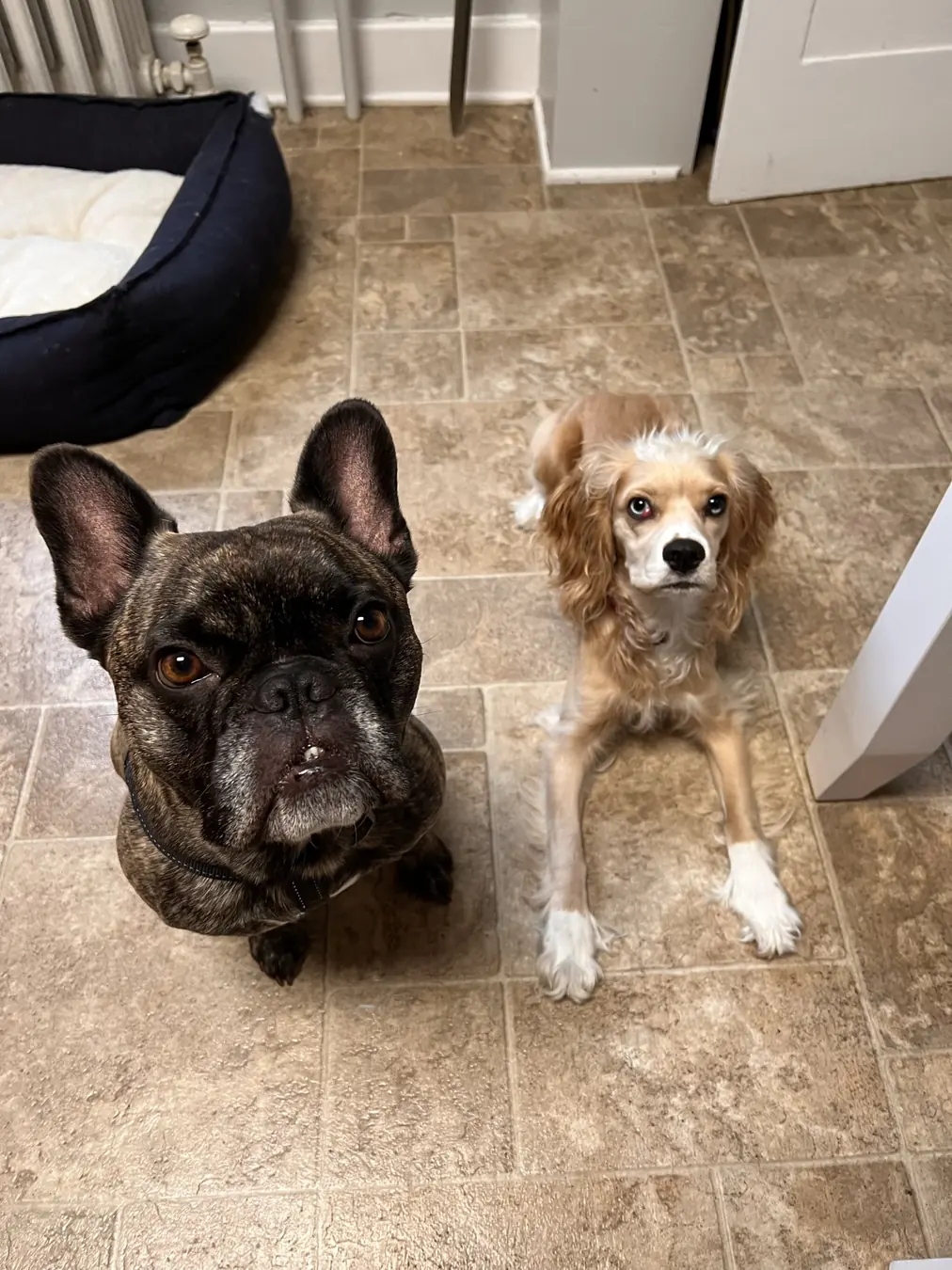 Sadie, frenchie friend