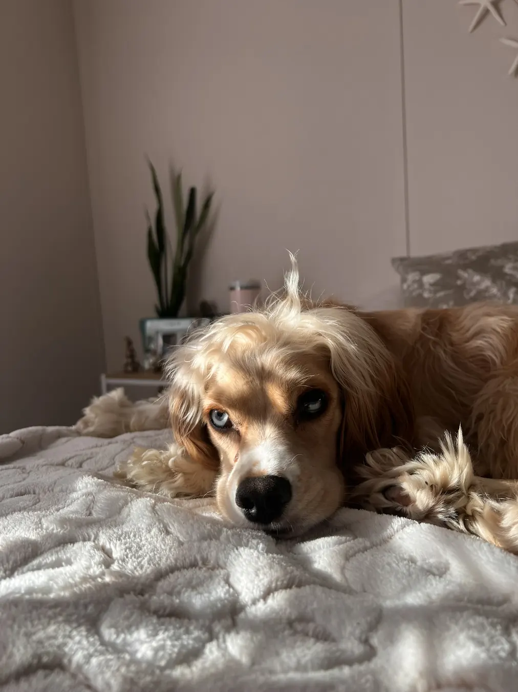Sadie, couch potato
