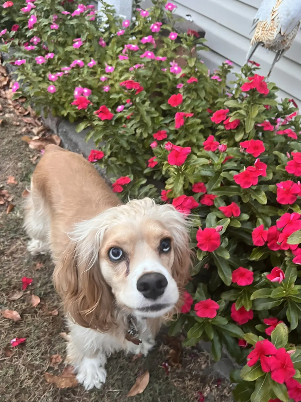 Sadie, flower garden