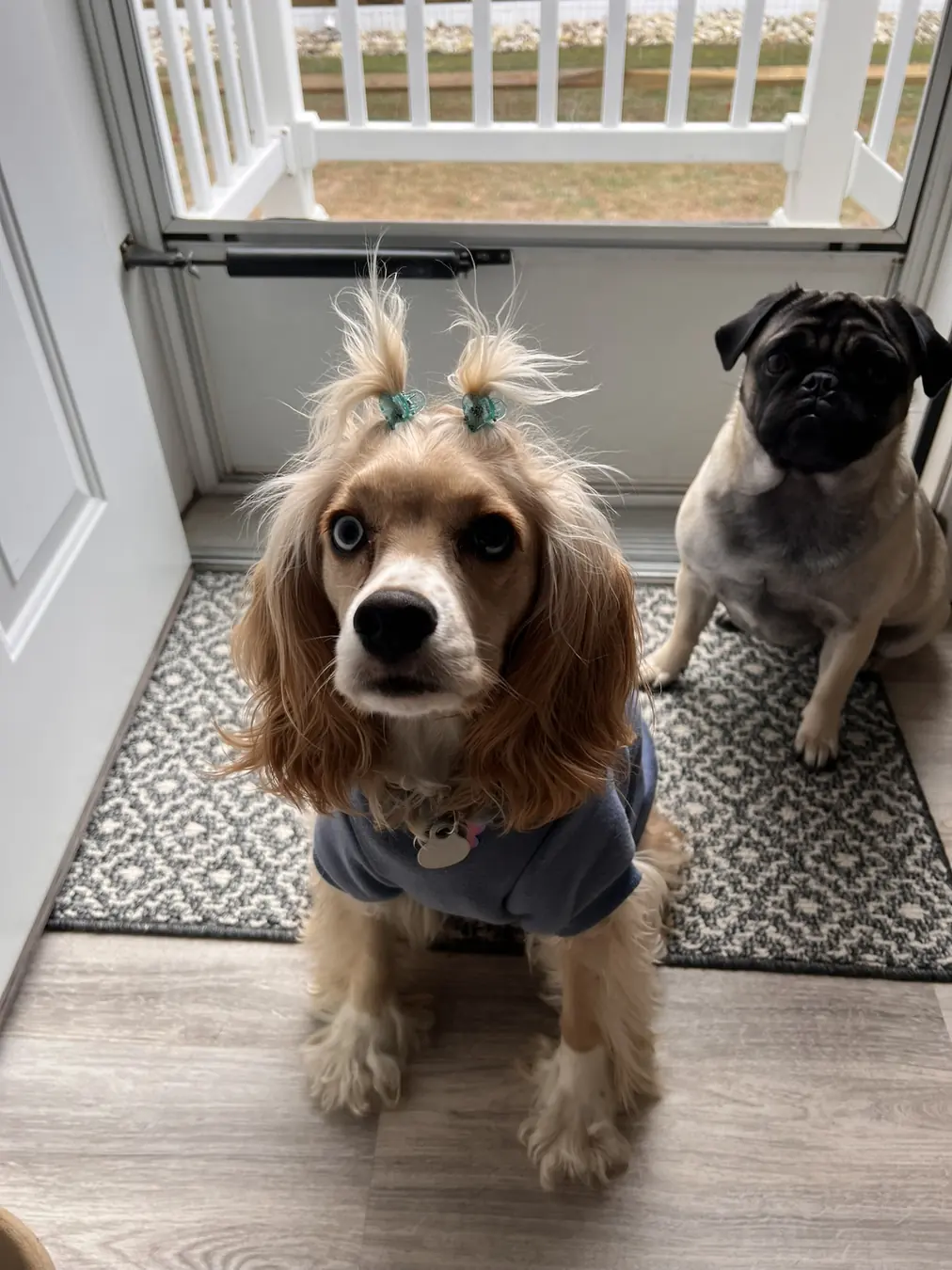 Sadie, pug pal