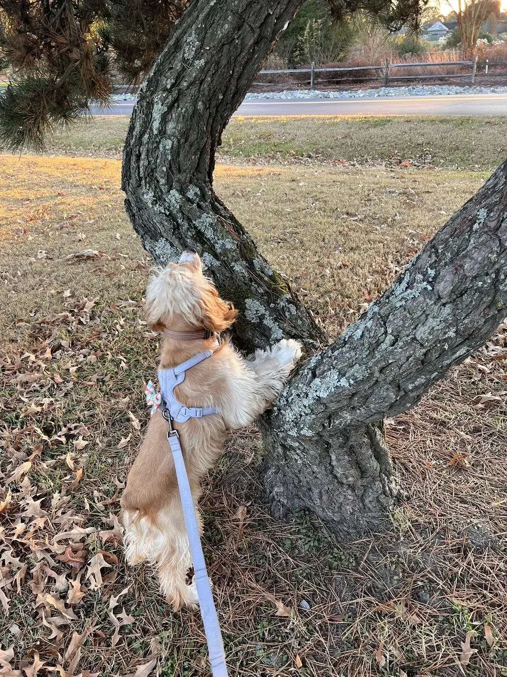 Sadie, fall walk