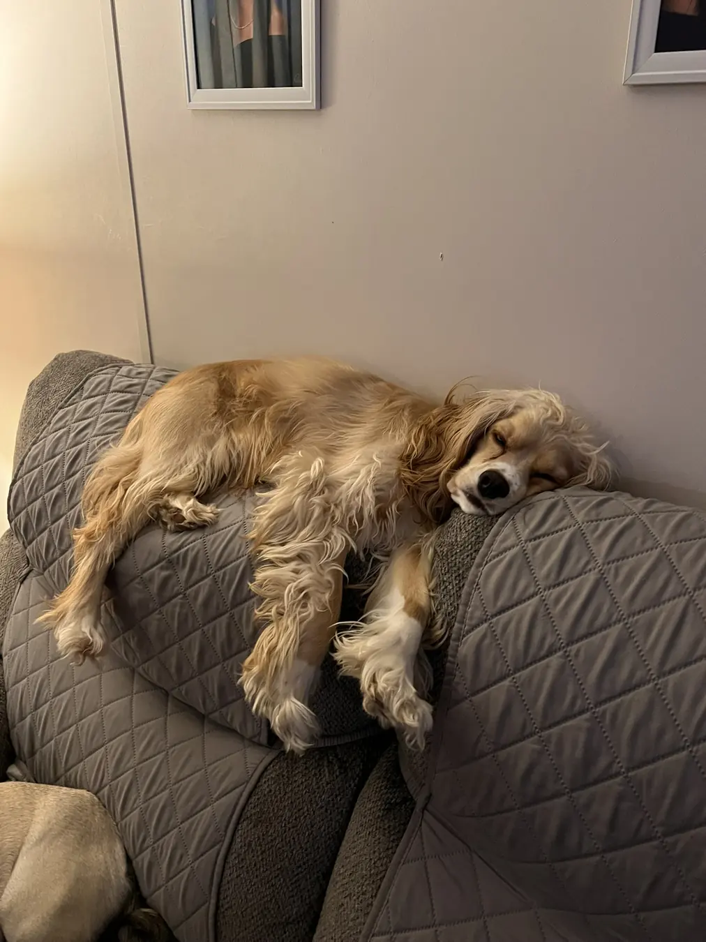 Sadie, couch melt