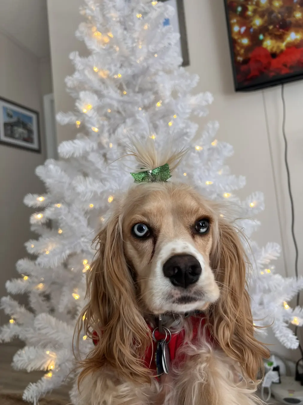 Sadie, tree time