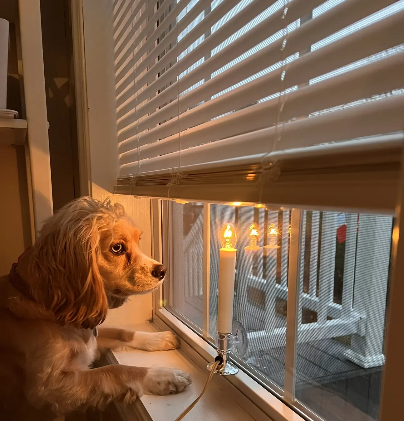 Sadie, window watch